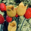 Tulipan ŻÓŁTY