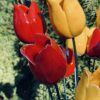 Tulipan ŻÓŁTY