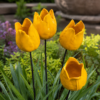 Duży Tulipan Ogrodowy Czerwony 10cm