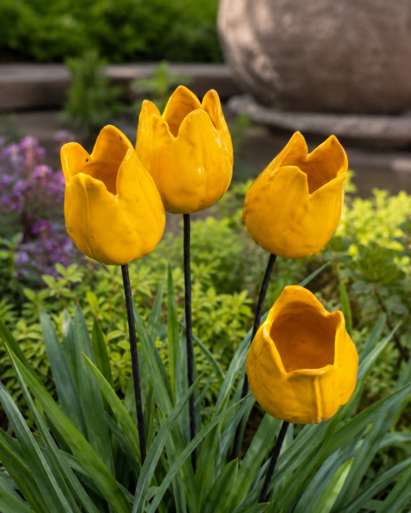 Duży Tulipan Ogrodowy Czerwony 10cm
