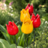 Duży Tulipan Ogrodowy Czerwony 10cm