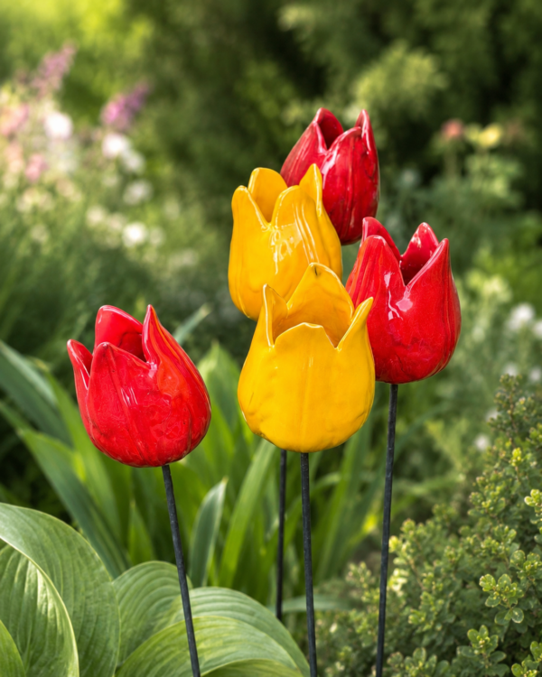Duży Tulipan Ogrodowy Czerwony 10cm