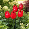 Duży Tulipan Ogrodowy Czerwony 10cm