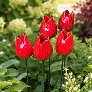Duży Tulipan Ogrodowy Czerwony 10cm